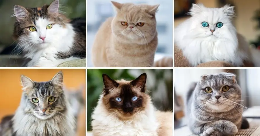 Picture of many different cats